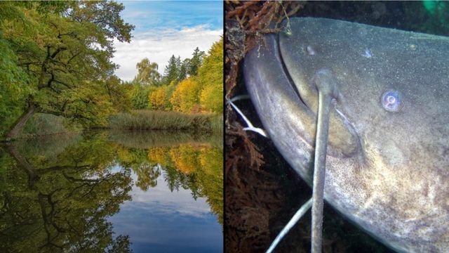 Alle Fischer scheitern: Riesiger 70-Kilo-Wels erschwert Wirtin das Leben