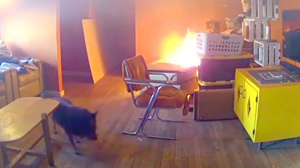 Hund wirft Bügelbrett um und löst Feuer aus - Überwachungskamera filmt