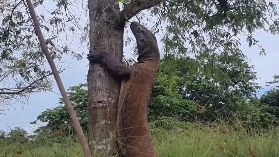 Riesiger Komodowaran wird neugierig: Wildhüter sitzt auf Baum fest