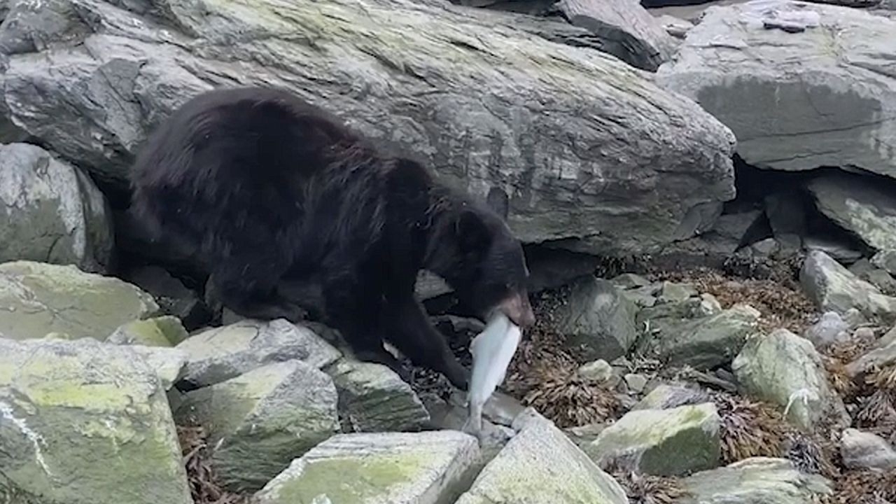 Schlauer Räuber bedient sich selbst: Bär stiehlt Angler die Beute