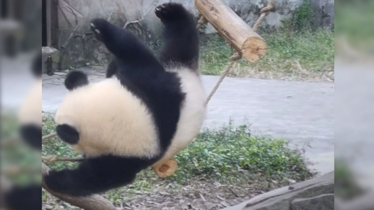 Panda will auf Leiter steigen und scheitert an der Schwerkraft