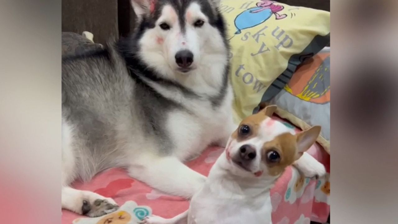 Beim Schminken erwischt: Hunde fressen Lippenstift – mit sichtbaren Folgen