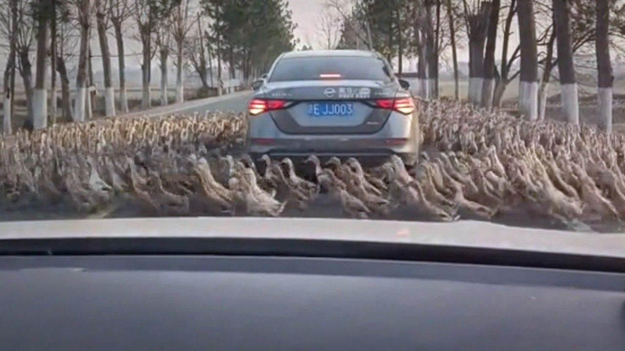 Perfekter Reigen: Autofahrer wird von Enten umzingelt