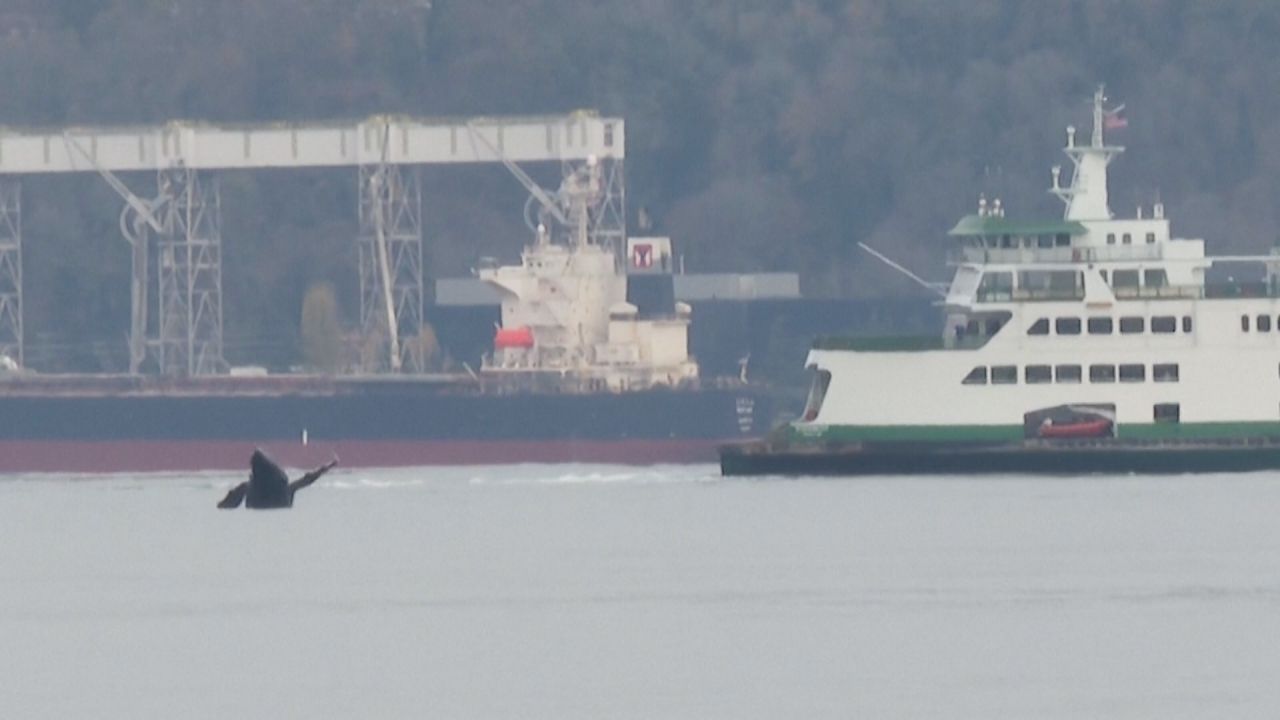 Faszinierende Wal-Sichtung in Seattle: Junger Buckelwal verzaubert Stadt