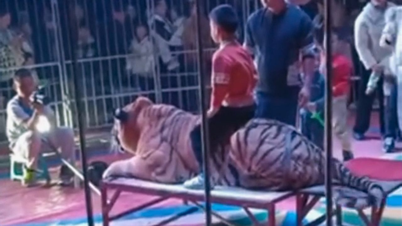 Skandalöse Szenen im Zirkus: Kinder posieren auf gefesseltem Tiger