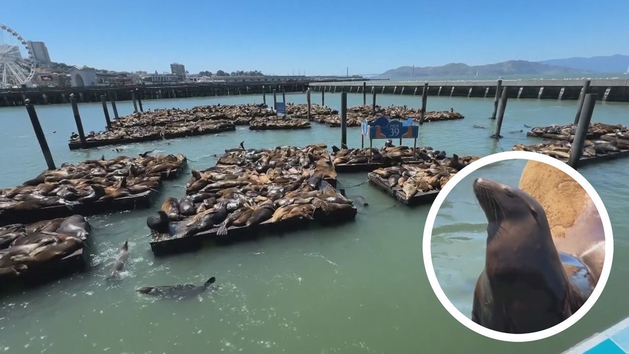 Pier 39 besetzt: 1.000 Seelöwen belagern San Francisco