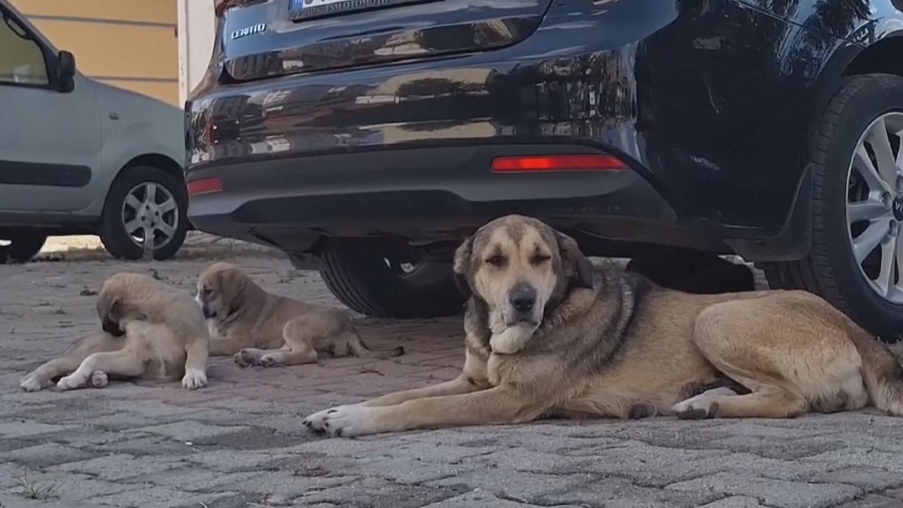 „Streunerproblem“: Türkei billigt Gesetz gegen Straßenhunde