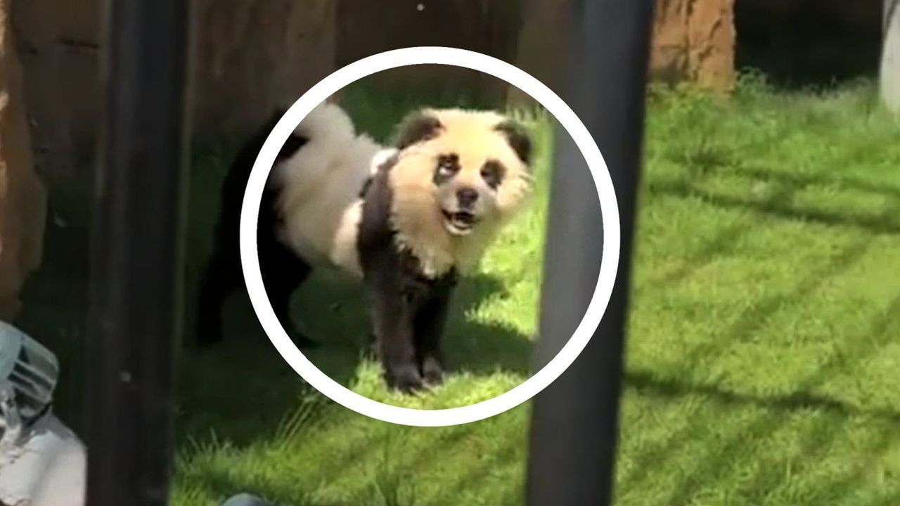 Billiger Täuschungsversuch: Chinesischer Zoo gibt Hunde als Pandas aus