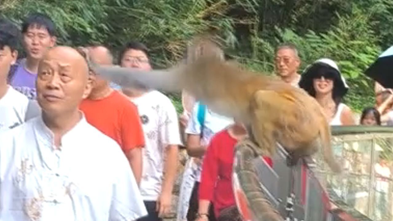 Glatze zu verlockend: Affe schlägt überraschend zu