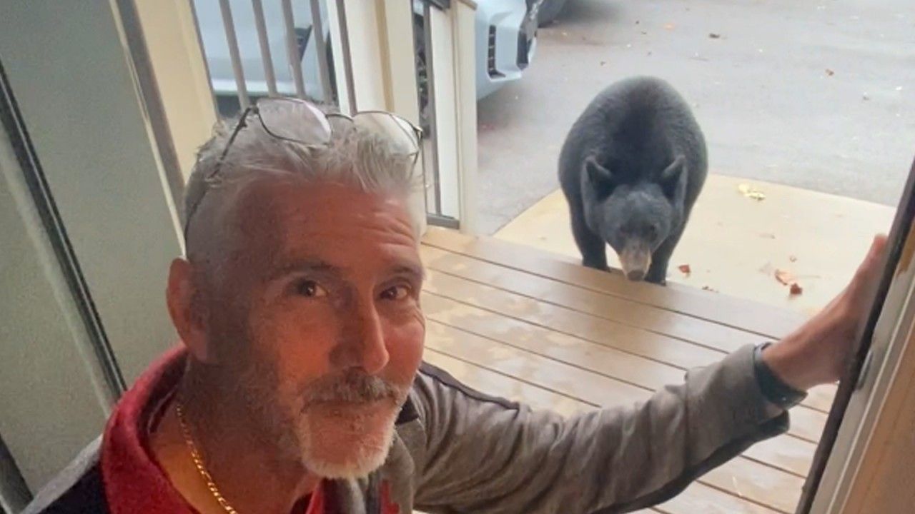 Mann lässt sich mit Bären filmen – das geht beinahe ins Auge