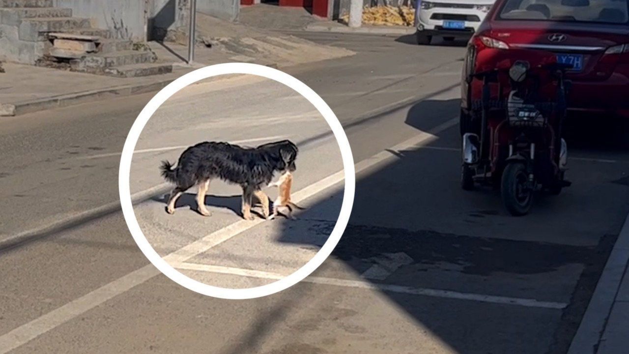 Retter auf vier Pfoten: Hund trägt Kätzchen von der Straße