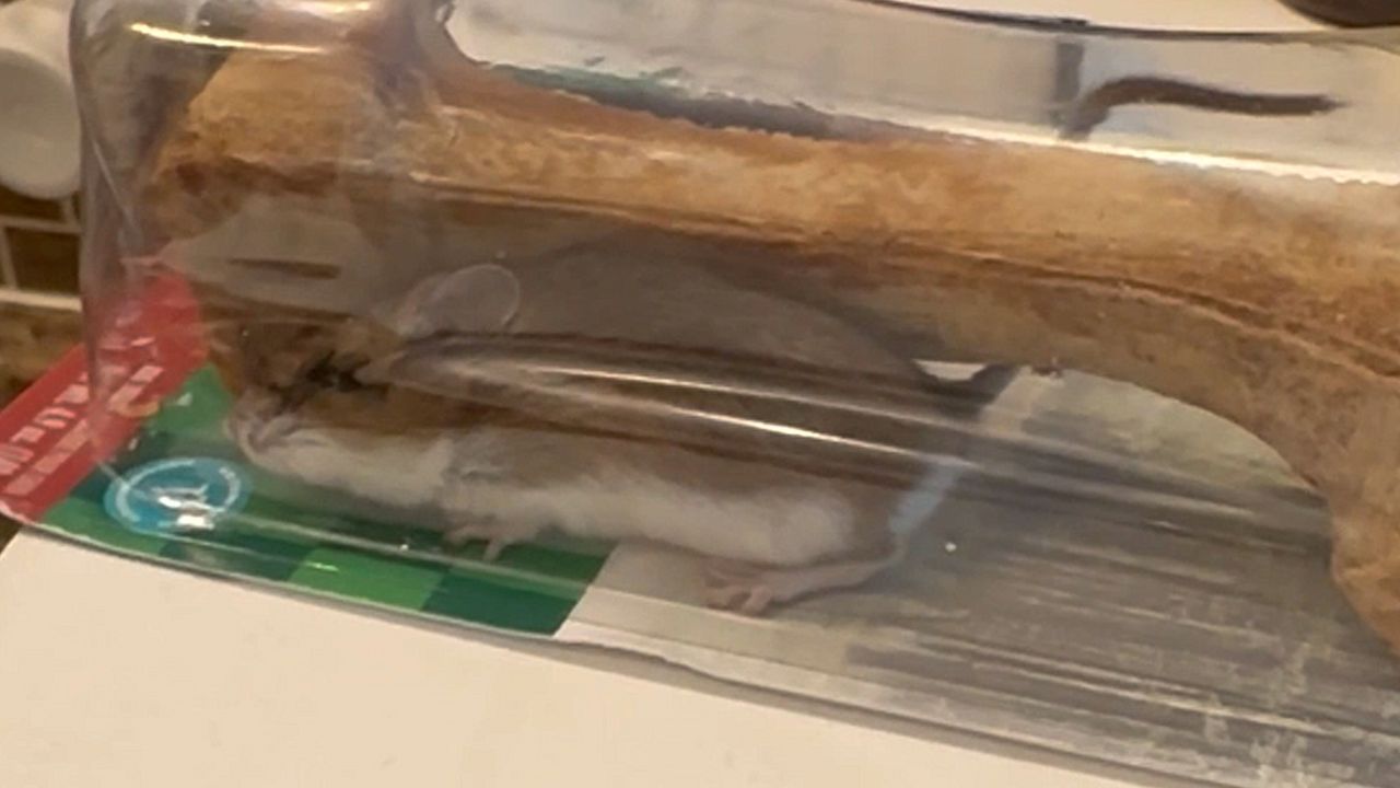 Überraschungspaket: Frau kauft Hundeknochen und findet Maus in versiegelter Verpackung