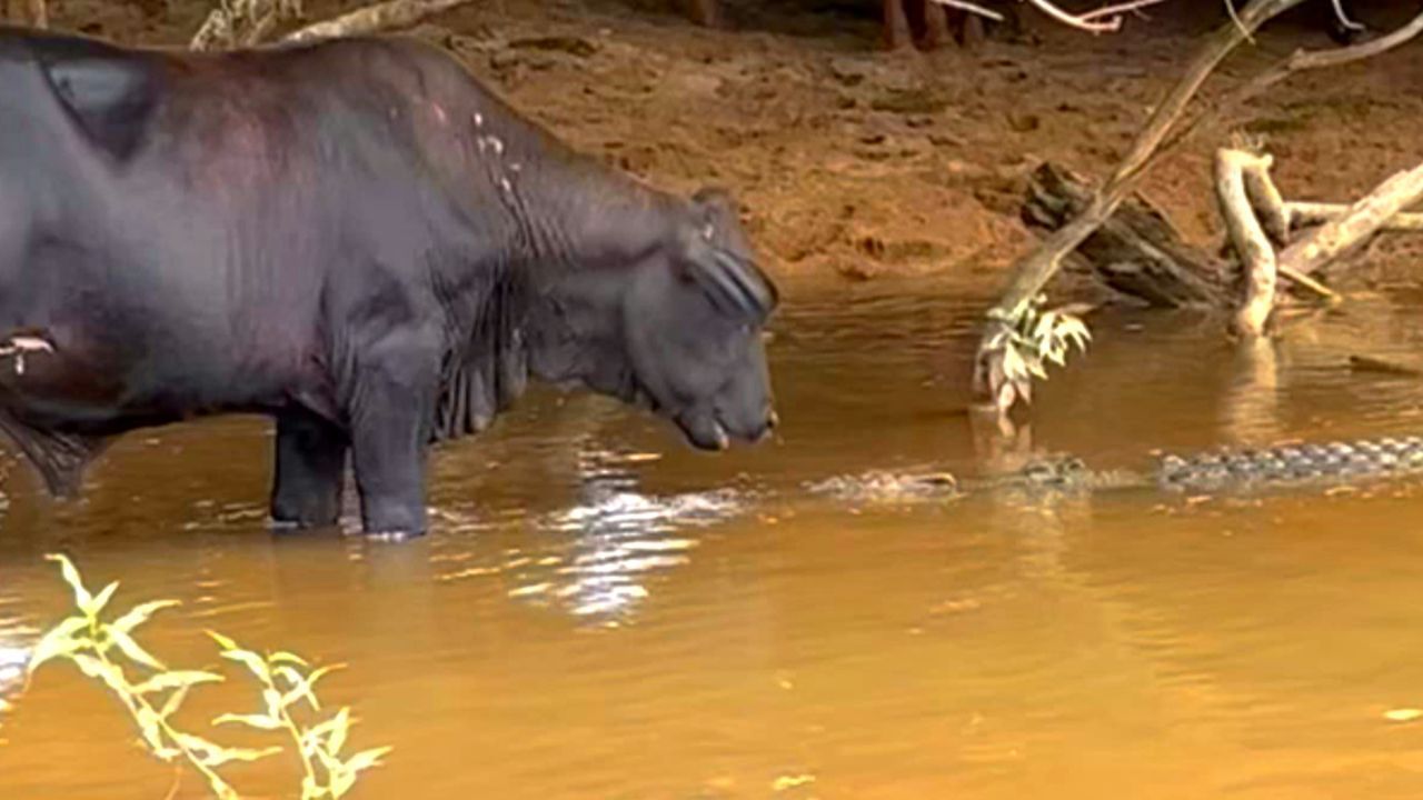 Unerwarteter Liebesbeweis: Küssende Kuh bringt Krokodil aus dem Konzept