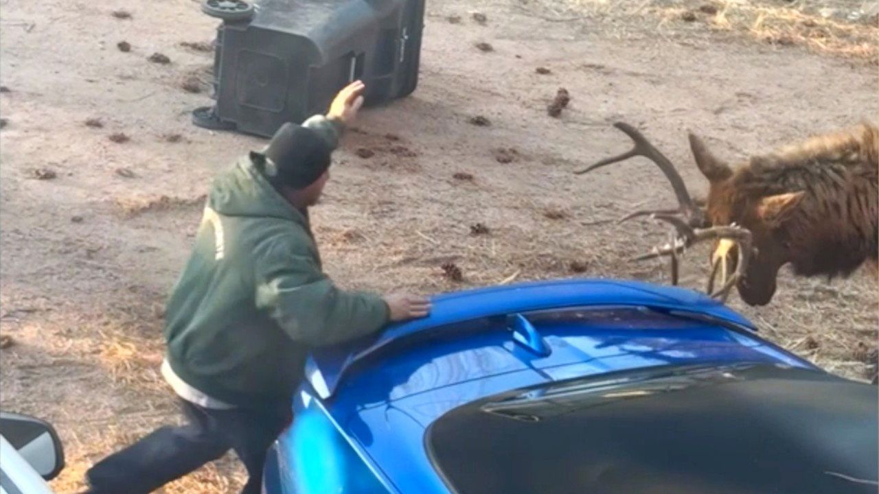 Video: Hirsch attackiert Mülltonne und nimmt sich dann den Hausbesitzer vor