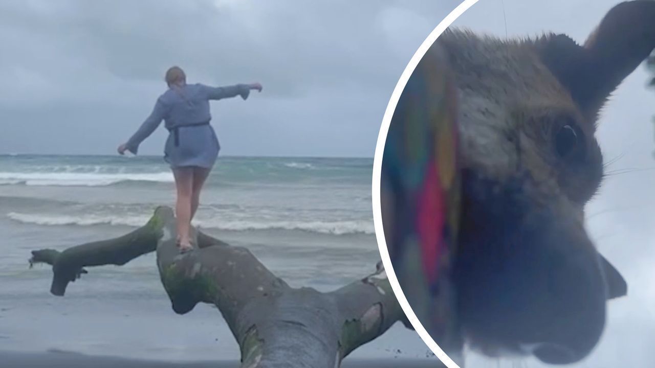 Video: Selfie am Strand – und plötzlich rennt Hund mit dem Handy weg