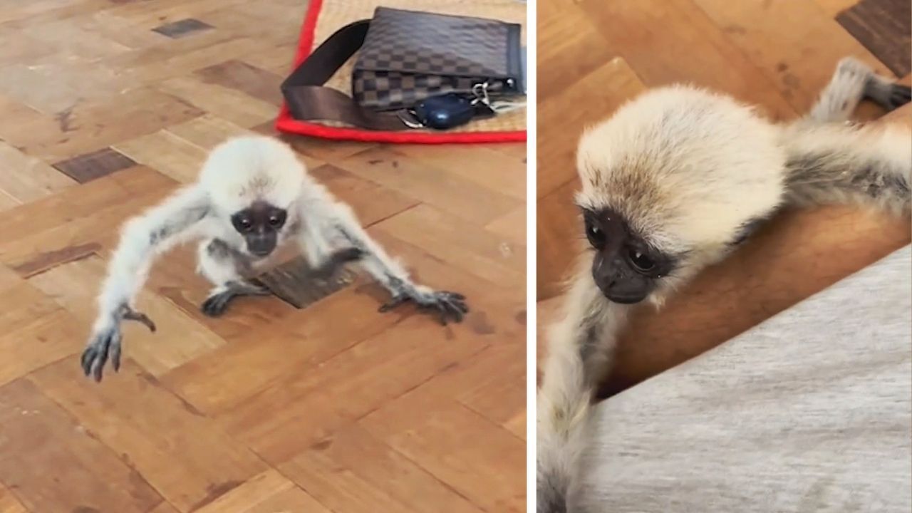 Liebesbedürftig: Kleiner Gibbon will Streicheleinheiten