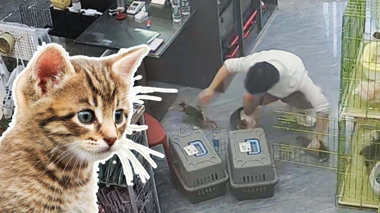 Video: Kätzchen-Chaos in der Tierhandlung: Mann kämpft gegen flauschige Ausreißer