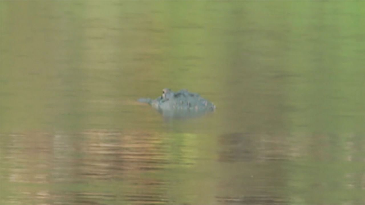 Alligator reißt Frau aus Kanu – tödlicher Vorfall in Florida