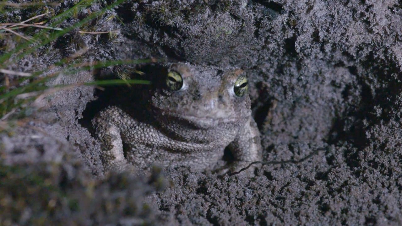 Lautes Gequake: Seltene Kreuzkröte pflanzt sich in Südengland wieder fort