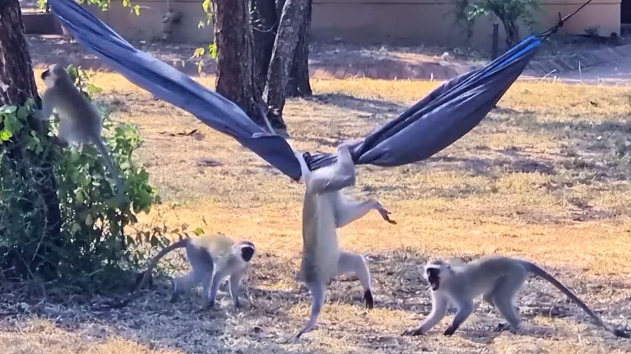 Video: Wilde Affenbande: Grünmeerkatzen übernehmen Hängematte