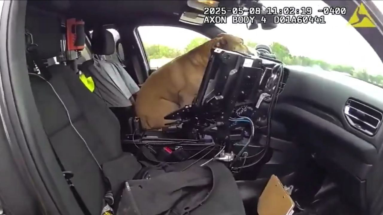 Polizist-rettet-Hund-auf-Highway-Vierbeiner-bernimmt-das-Steuer