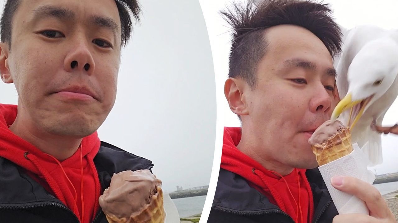 Video: Frecher Vogel: Möwe klaut Touristen Eis vor der Nase weg