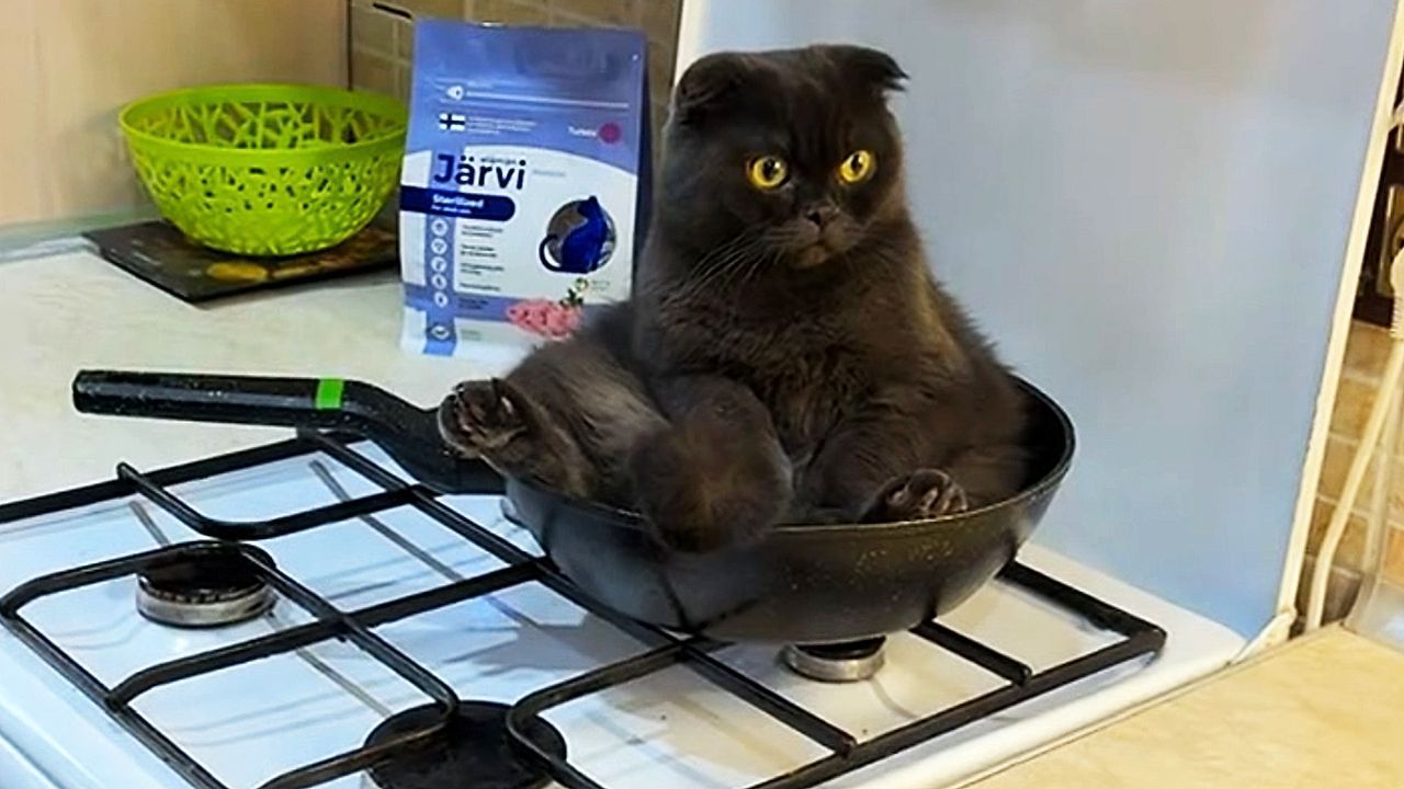 Nickerchen-auf-dem-Herd-Katze-entspannt-sich-in-Bratpfanne