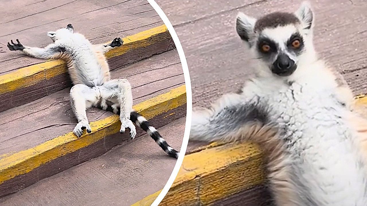 Entspannter Lemur genießt Nickerchen – dann kommt eine Touristin