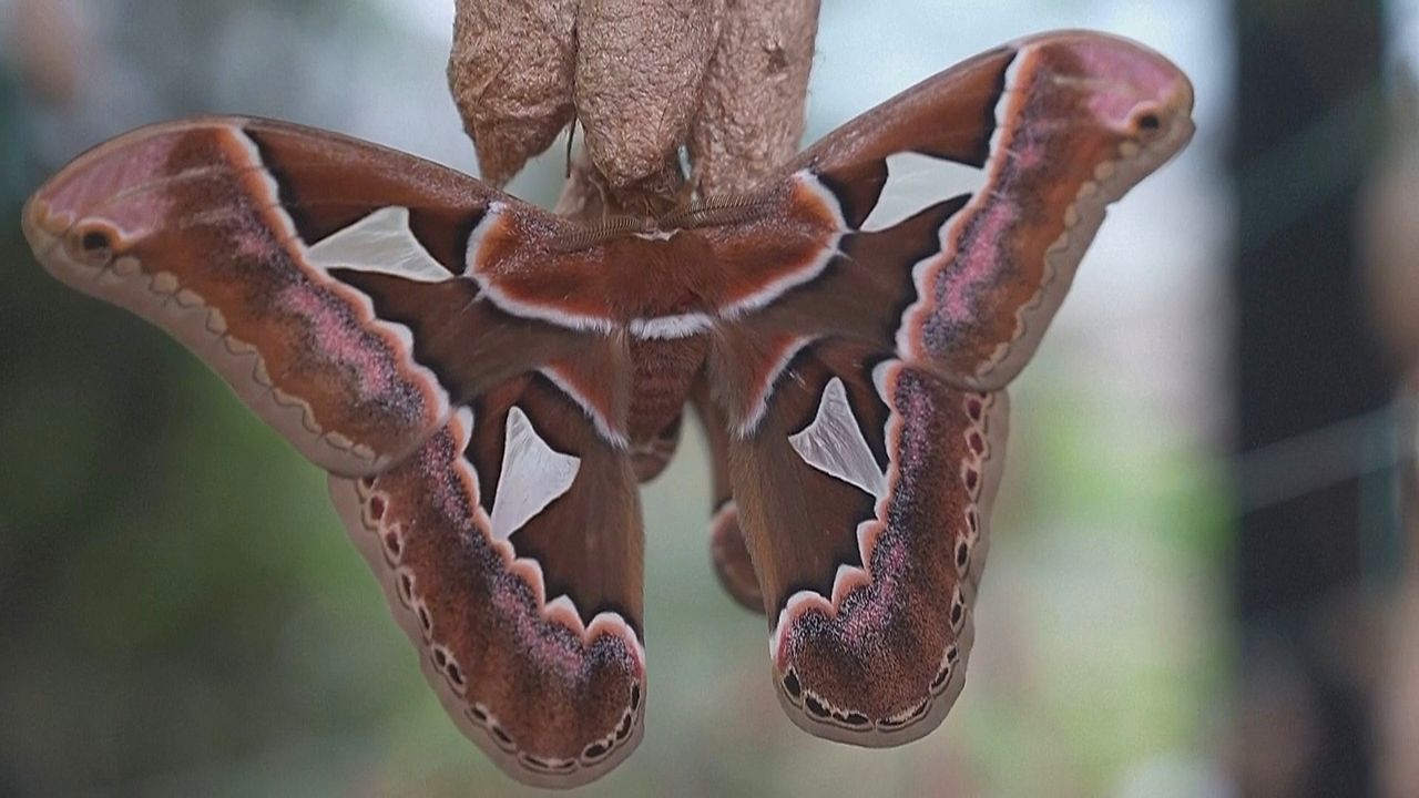 Riesen-Motte: Mexikanisches Museum rettet bedrohte Nachtfalter
