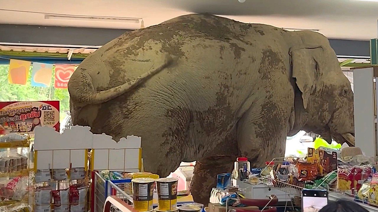 Tierische Einkaufstour im Supermarkt: Elefant bleibt an Decke hängen