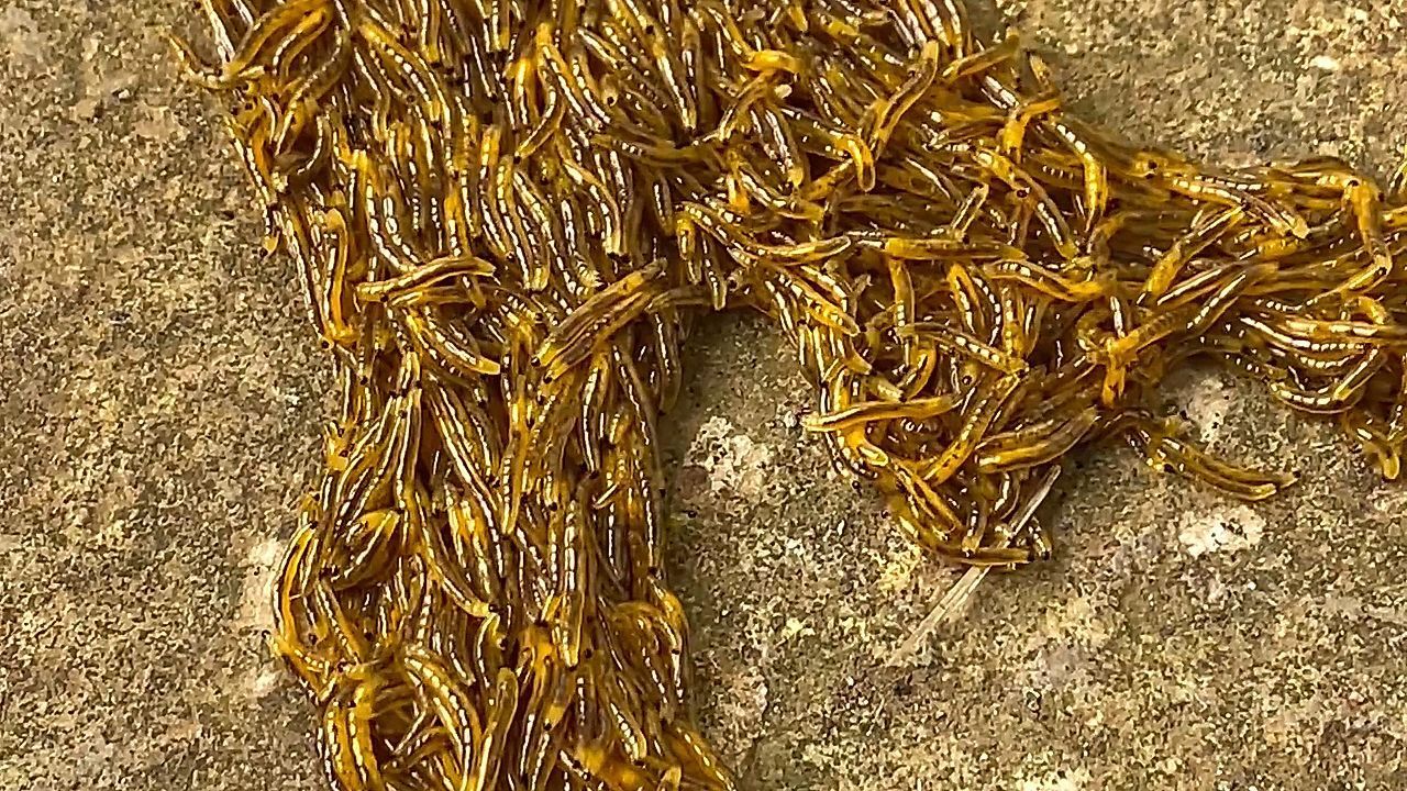 Video: Ekel-Alarm auf den Philippinen: Hunderte Larven bahnen sich ihren Weg