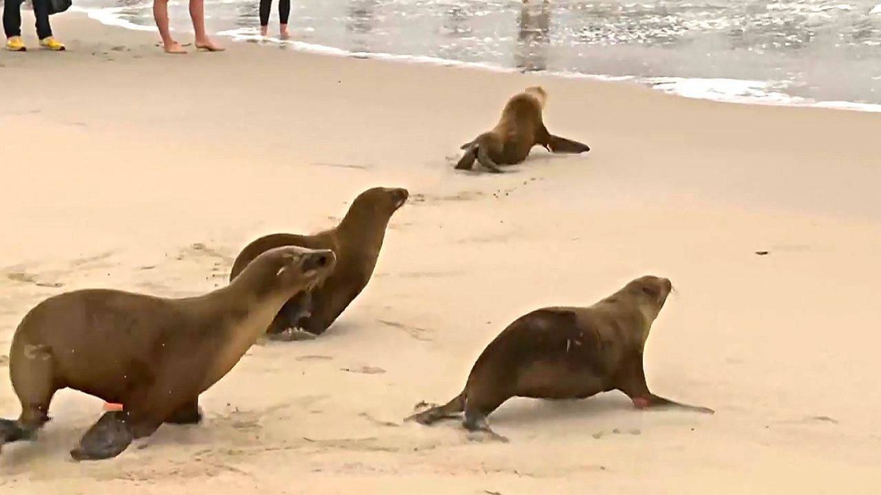 Giftige Algenblüte vorbei: Tierärzte in Kalifornien können junge Seelöwen freilassen