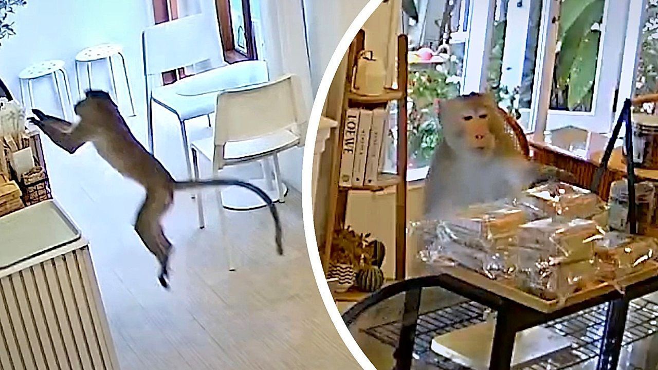 Dreister Affe klaut Gebäck aus Café – und flüchtet blitzschnell