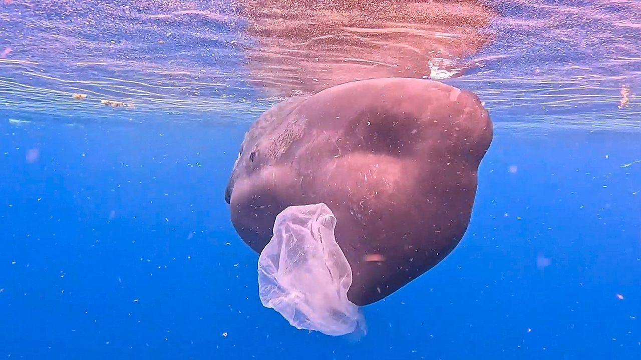 Plastiktüte im Maul – Taucher rettet Walbaby