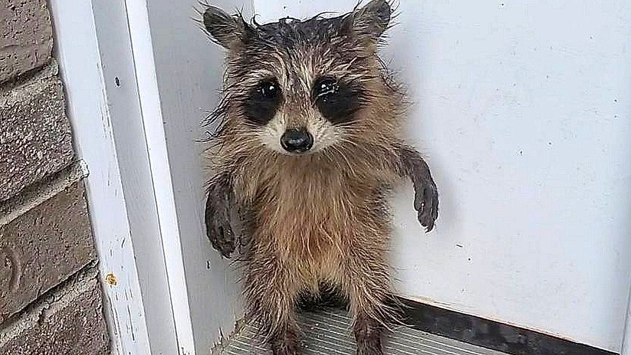 Completely soaked: Raccoon baby stands in front of door in Massachusetts