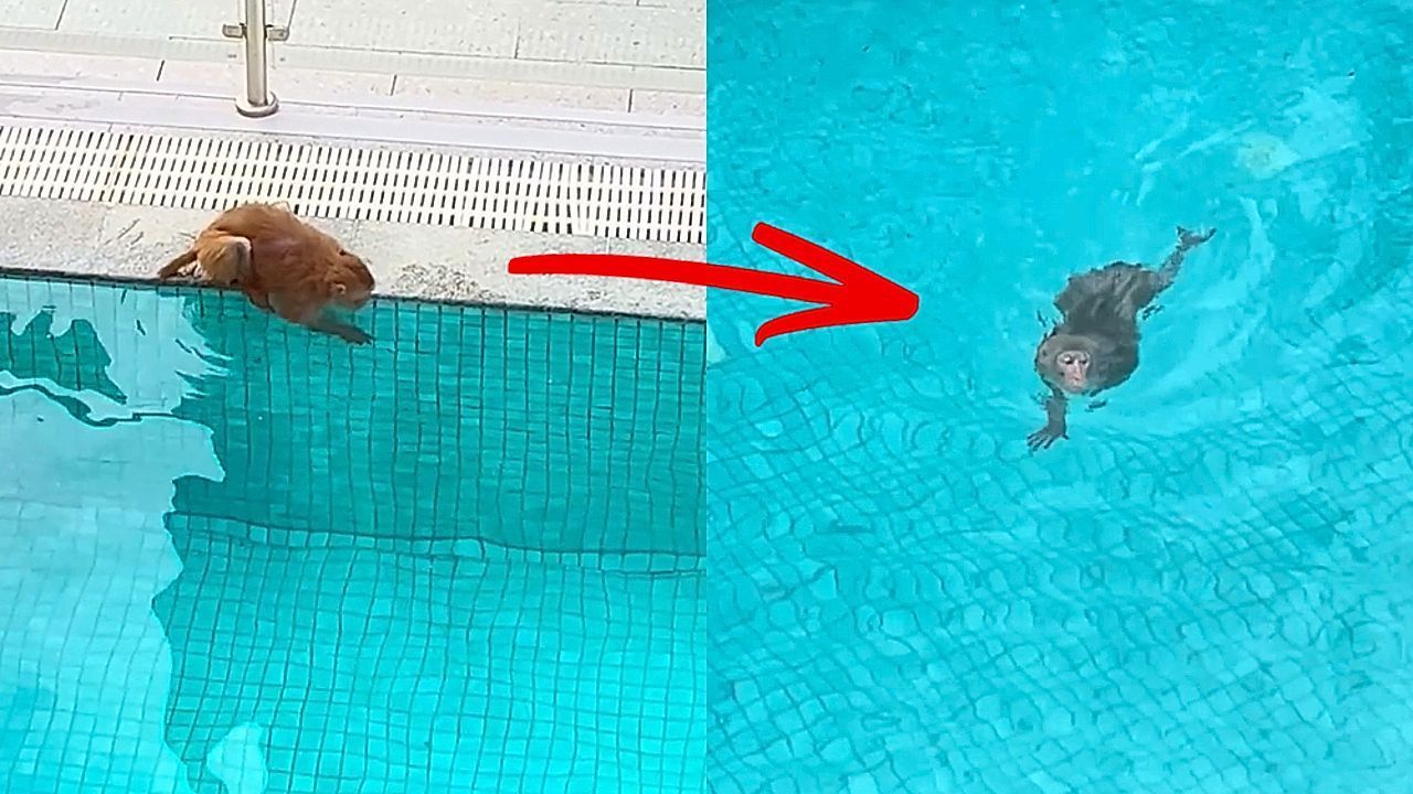 Affenhitze: Makake genießt Bad im Hotelpool