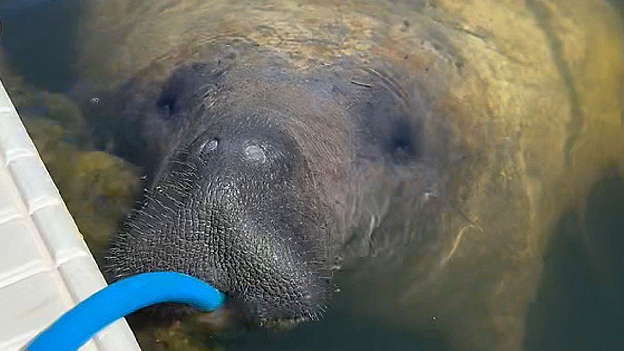 Video: Riese im Wasser: Seekuh überrascht Paar in den Flitterwochen in Florida