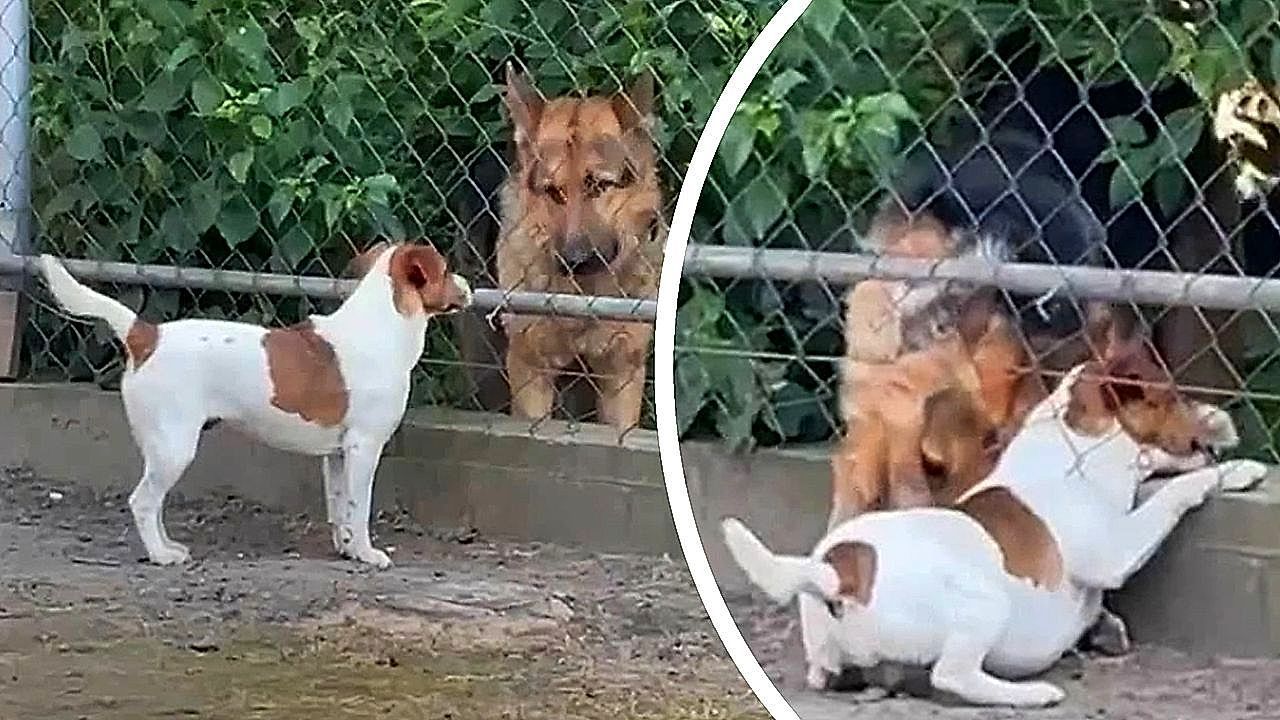 Video: Vierbeiner sucht Lücke: Schlauer Schäferhund hilft Artgenossen durch Zaun