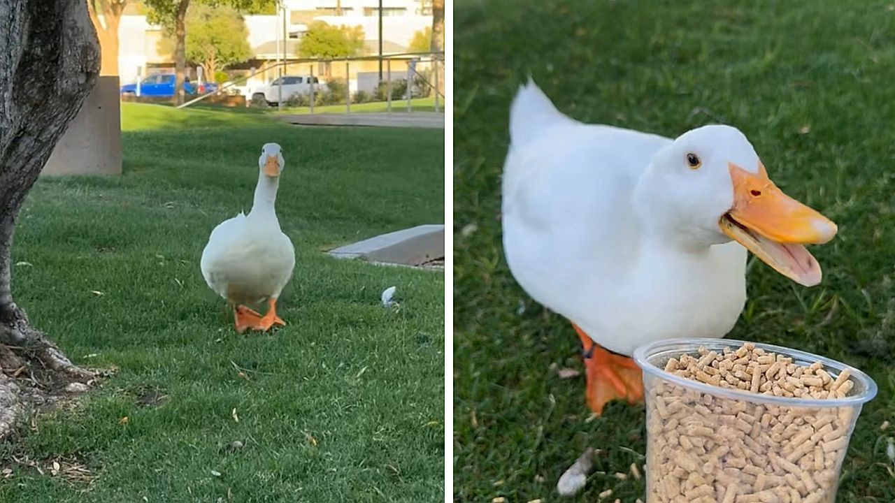 Einfach nur happy: Ente watschelt euphorisch auf Parkbesucherin zu