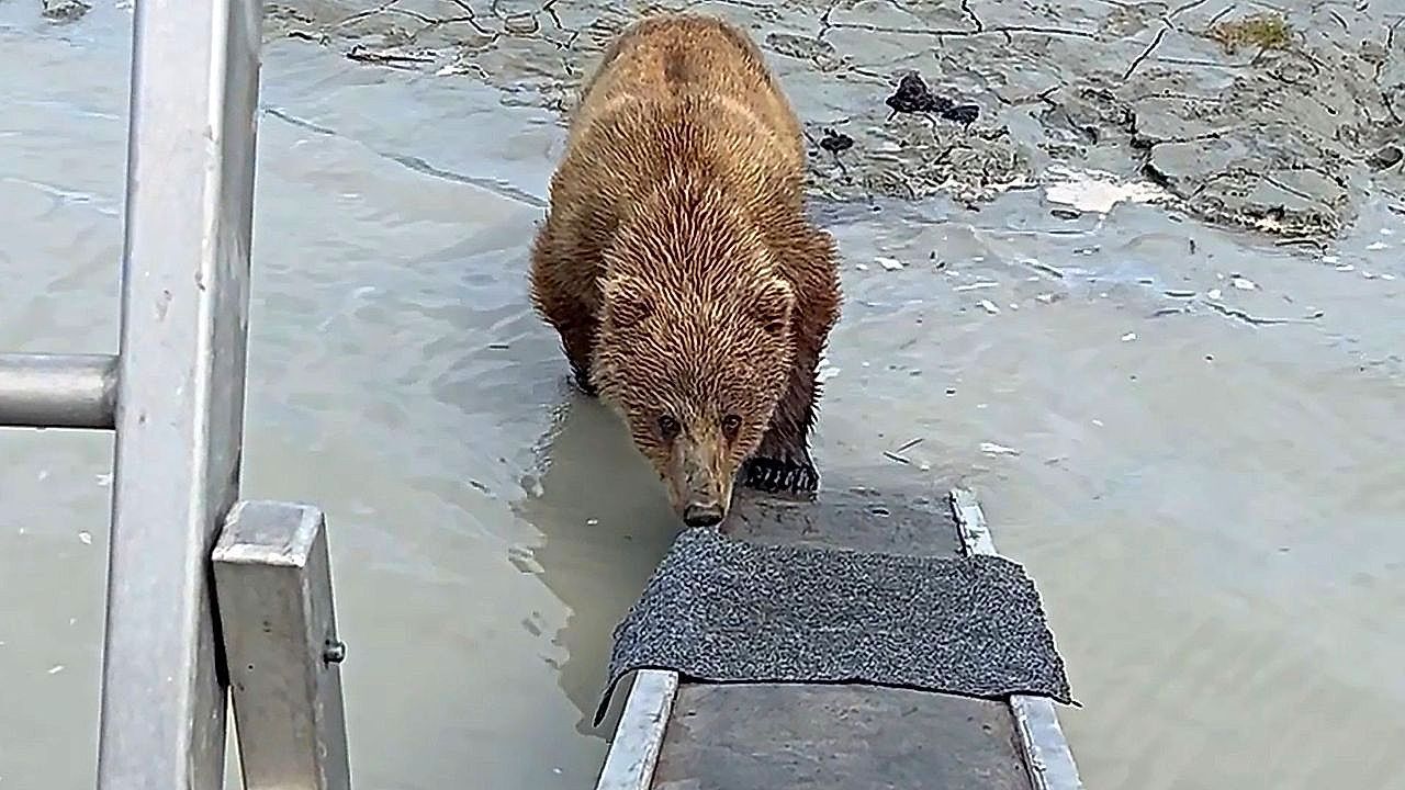 Bär an Bord: Junger Grizzly will auf Touristenboot klettern