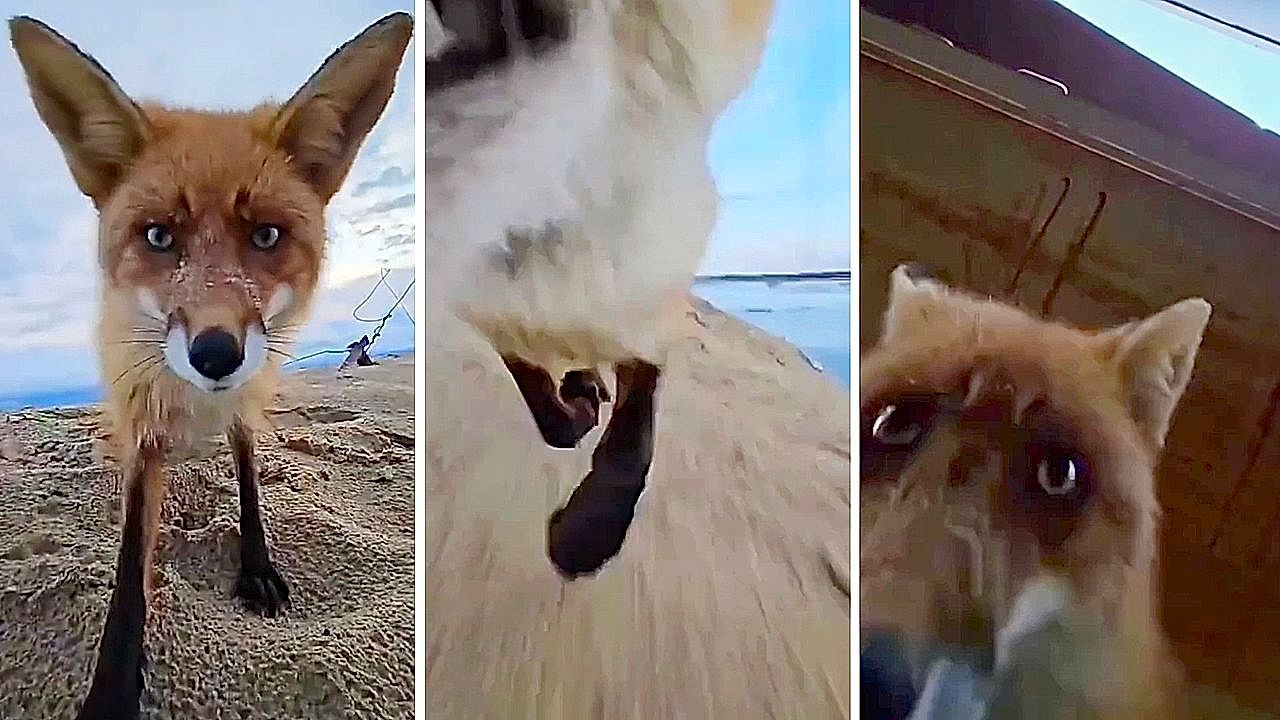 Video: Raubzug am Strand: Frecher Fuchs klaut Handy