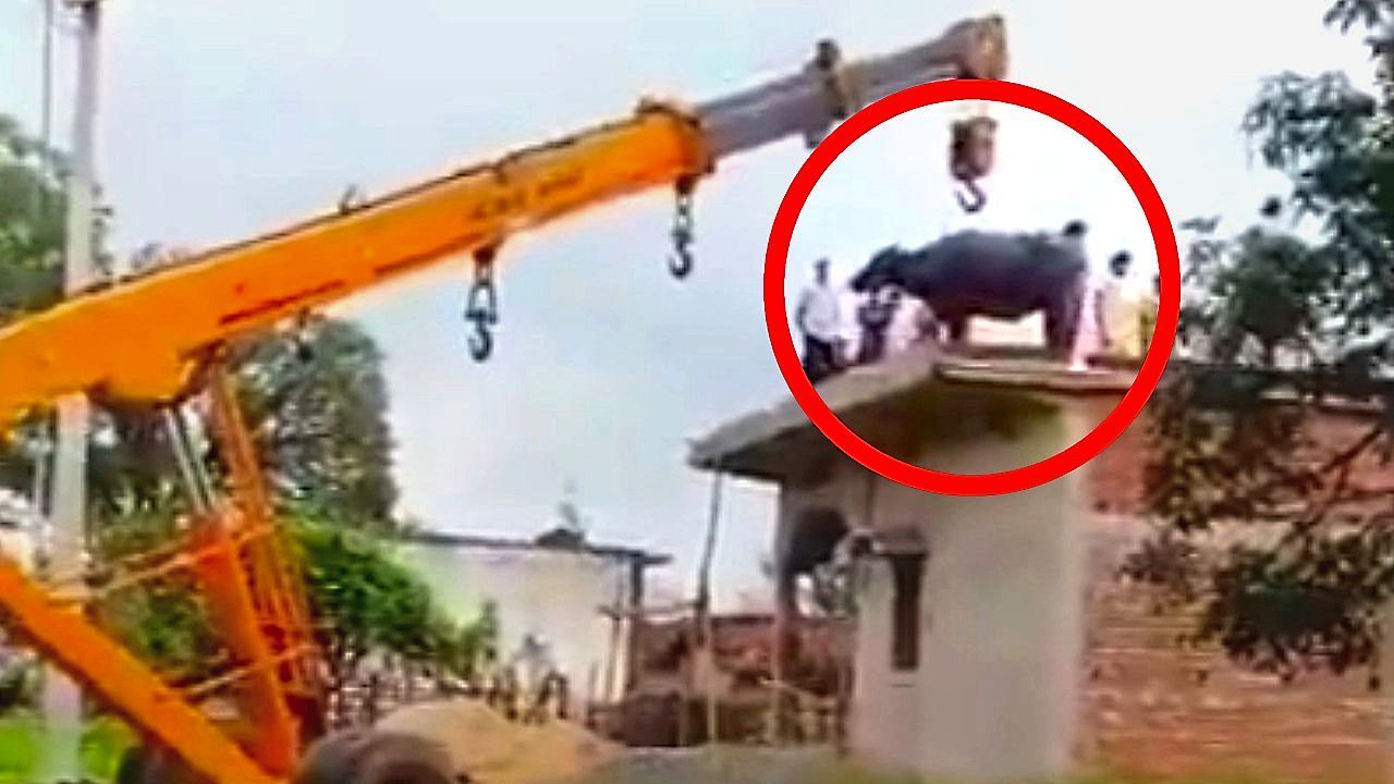 Video: Verwunderung in indischem Dorf: Büffel steht plötzlich auf Hausdach