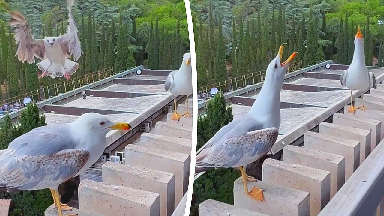 Video: Möwe verpatzt Landung – Vögel lassen Schadenfreude freien Lauf