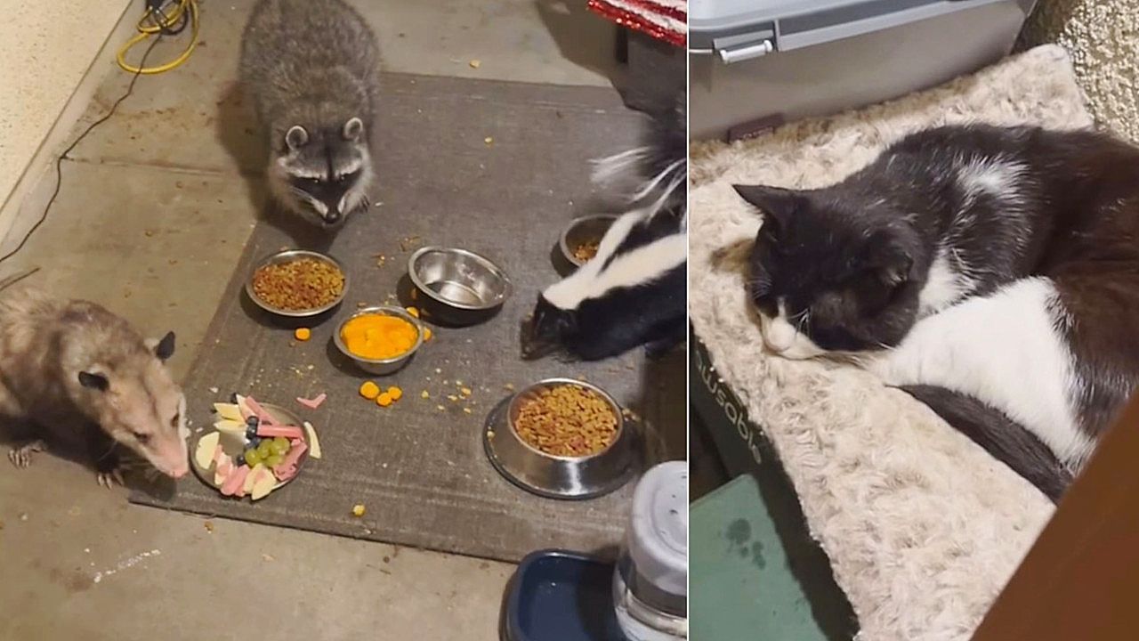 Video: Opossum, Stinktier und Waschbär teilen sich Abendessen – Katze bleibt entspannt
