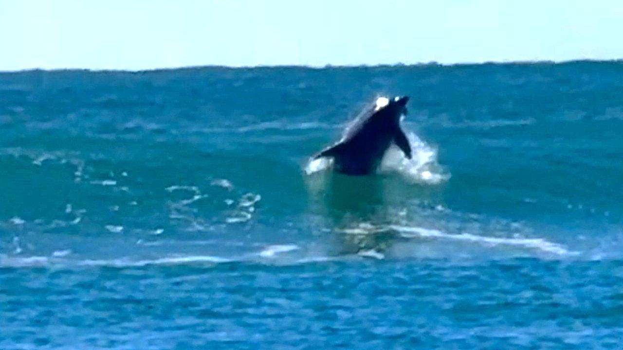 Video: Tierischer Wellenreiter: Delfin surft wie ein Profi vor Australiens Küste