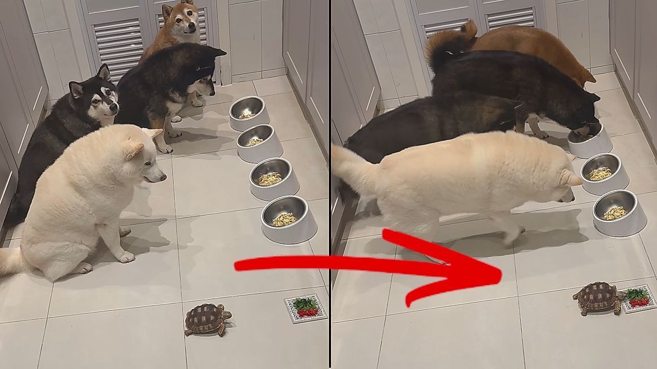 Video: Brav gewartet: Hunde lassen Schildkröte beim Fressen den Vortritt