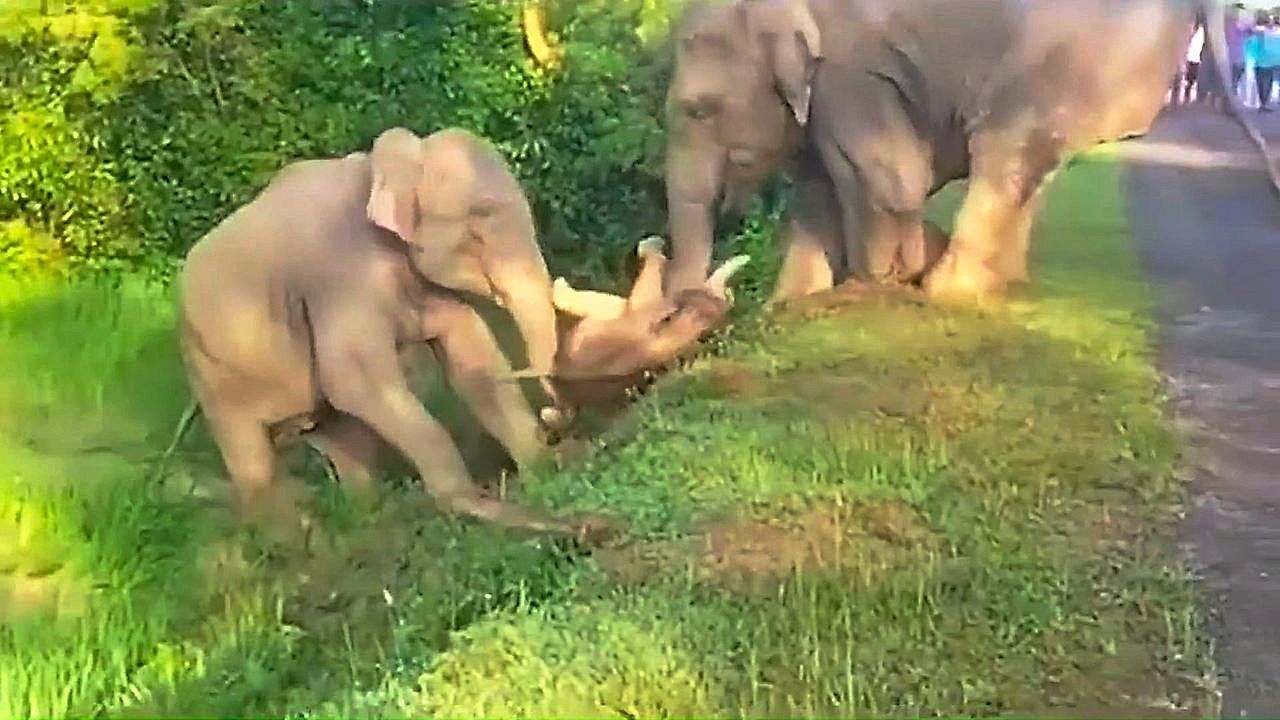 S-er-Moment-Elefantenmutter-schiebt-Kalb-mit-R-ssel-B-schung-hinauf