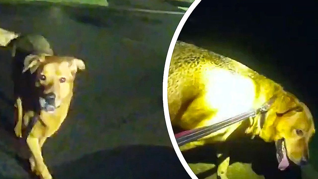 86-Jährige gestürzt: Heldenhafter Hund führt Polizistin an die richtige Stelle