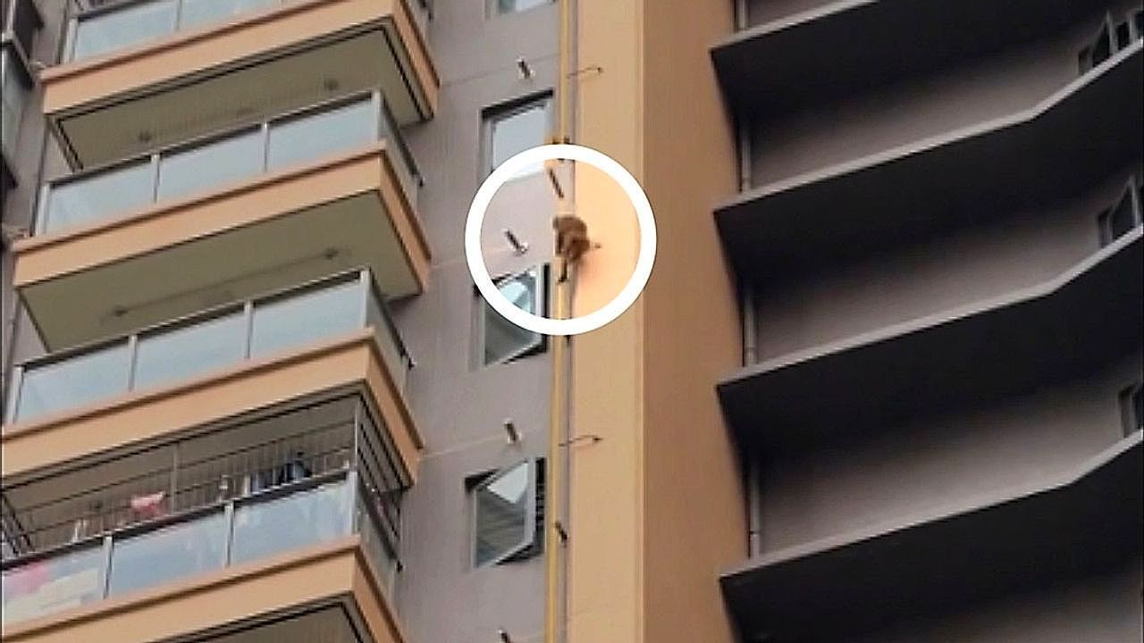 Spider-Monkey: Primate climbs down tall building in China