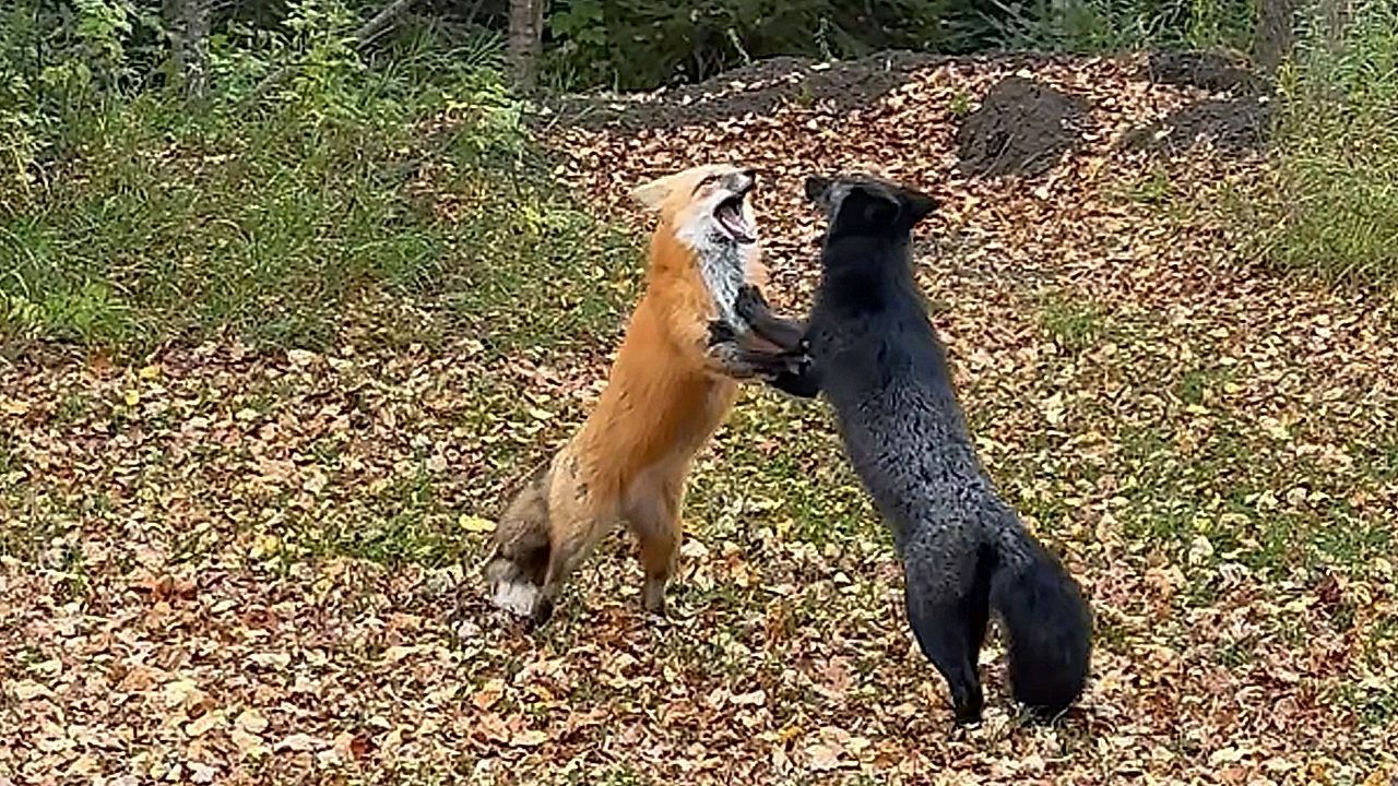 Furry foes! Foxes brawl before instantly making peace in Canada